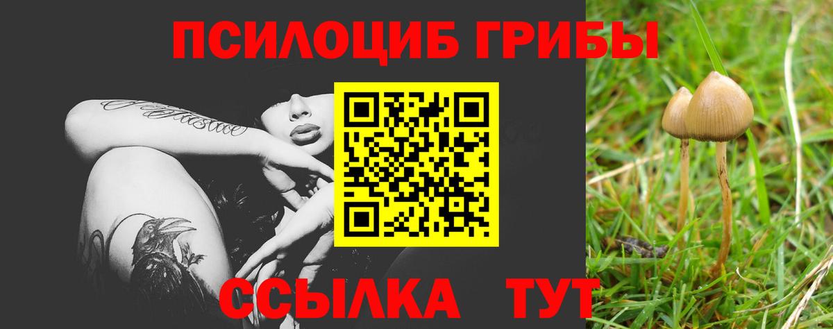 Галлюциногенные грибы прущие грибы  Вход с VPN  Сланцы 